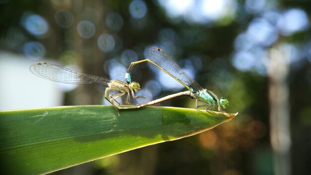 damselfly