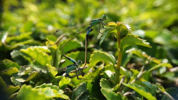 damselfly