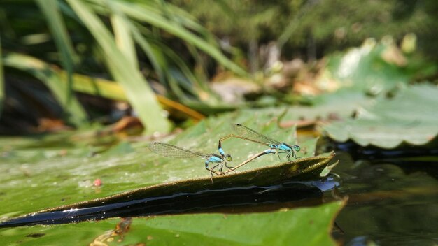 damselfly