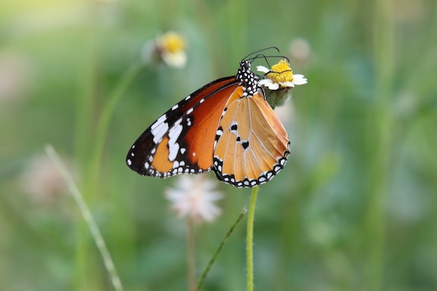 Danaidae-vlinder kleine dierlijke witte en bruine kleuren voedende nectar van uiterst kleine bloem in zomer