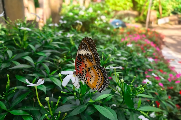 Danaus genutia genutia cramer on hand