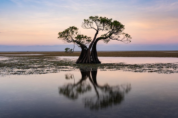 Photo dancing mangrove trees of sumba island in indonesia