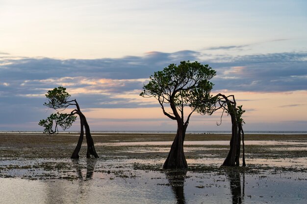 Photo dancing mangrove trees of sumba island in indonesia