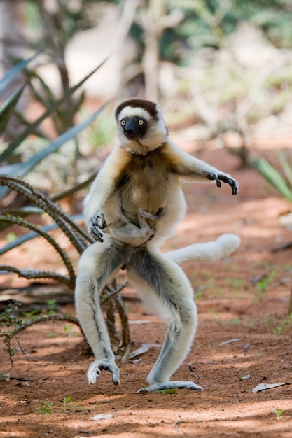 Dancing Sifaka is on the ground