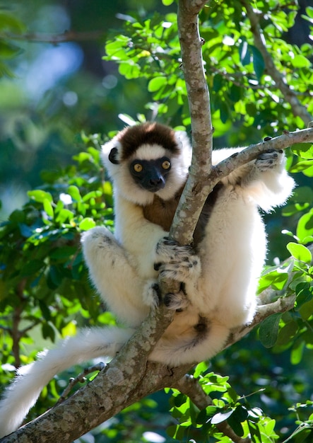 Dancing Sifaka is sitting on a tree