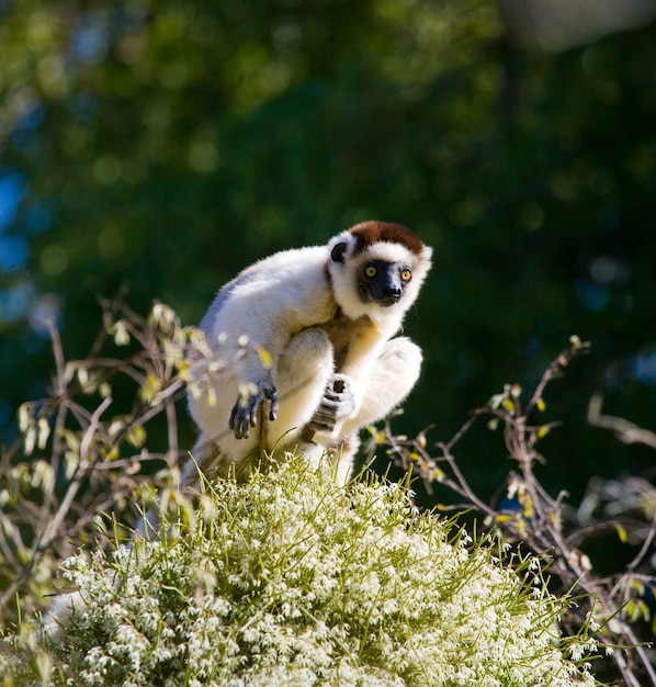 Foto dancing sifaka è seduto su un albero