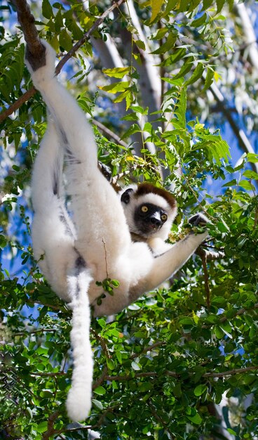 Dancing Sifaka is sitting on a tree