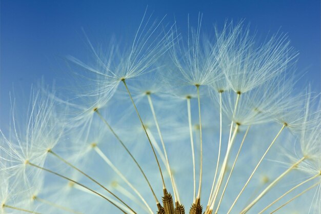 Dandelion abstract background closeup flowers feather against blue sky shallow depth of field