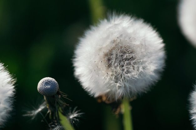 Dandelion across green background