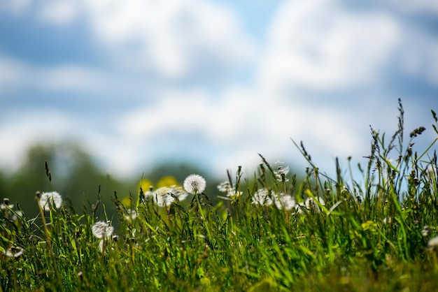 Dandelion against the blue sky