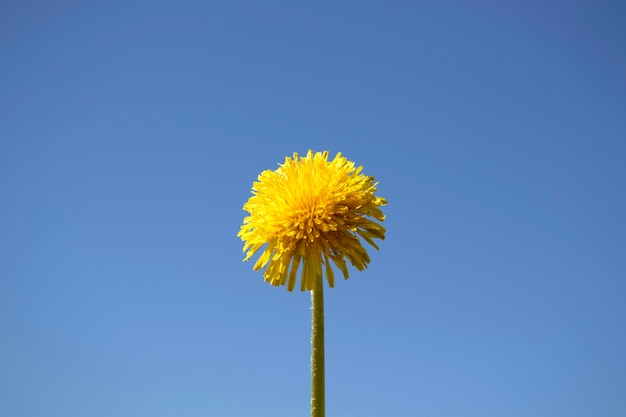 Photo dandelion against the blue sky