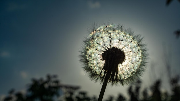 写真 青い空を背景にタンポポ