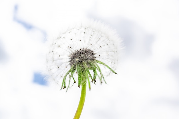 Dandelion against the sky