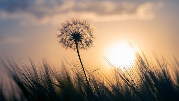 Dente di leone tra l'erba contro il cielo al tramonto. natura e botanica dei fiori