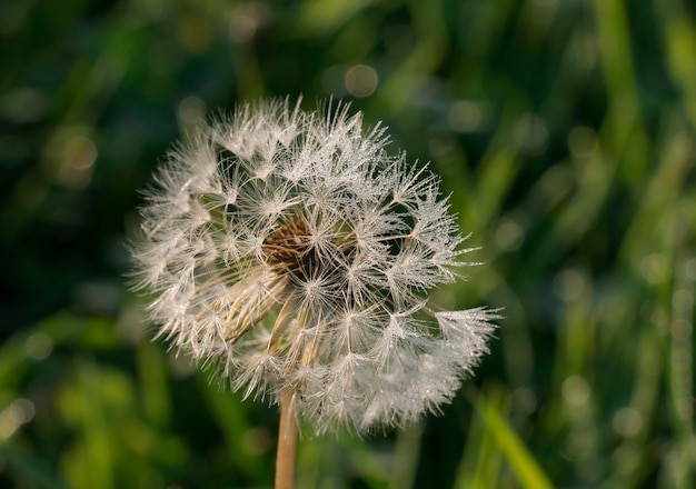 Dandelion atdawn dew