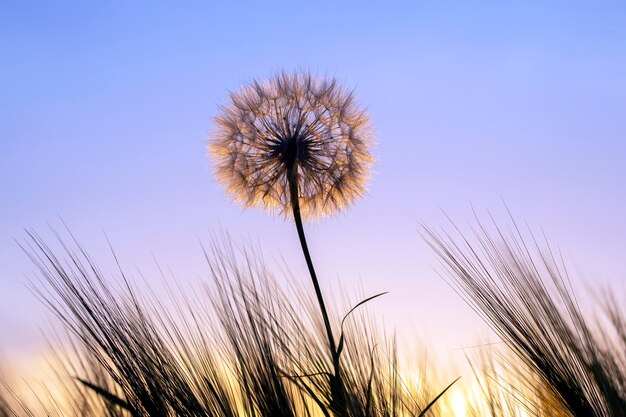 Dandelion on a background of green grass. Nature and floral botany