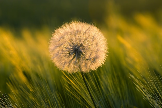 緑の草の自然と花の植物の背景にタンポポ