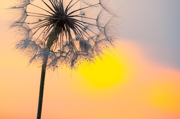 夕日の背景にタンポポ自然と花の植物学