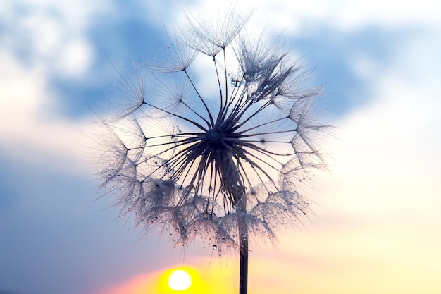 Dandelion on the background of the setting sun Nature and floral botany