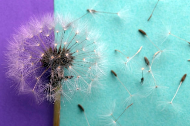 Dandelion background