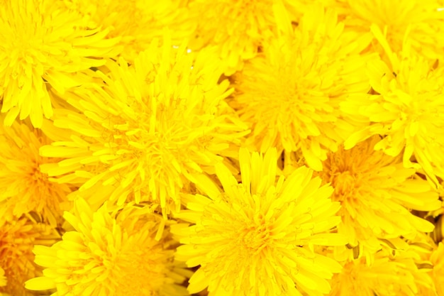 Dandelion bloemen close-up