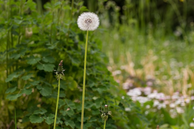 写真 春に庭でオオカミの花が ⁇ きます