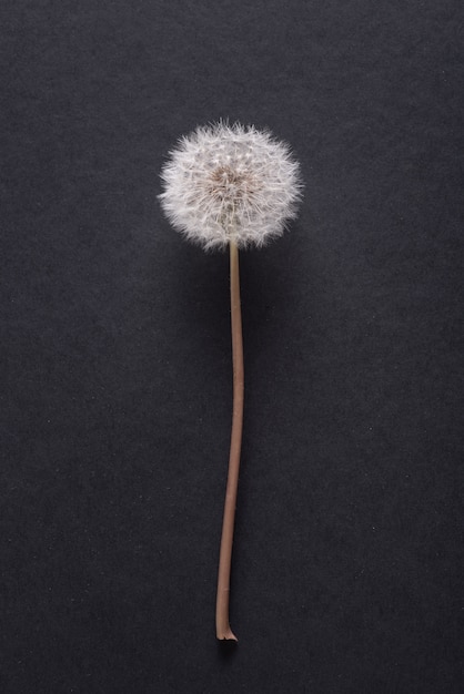 Dente di leone, fine del fiore del blowball in su su bacground nero, spazio della copia