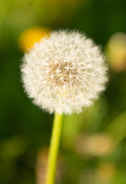 自然な背景のマクロ自然の美しさの選択的な焦点にタンポポのブローボールの花