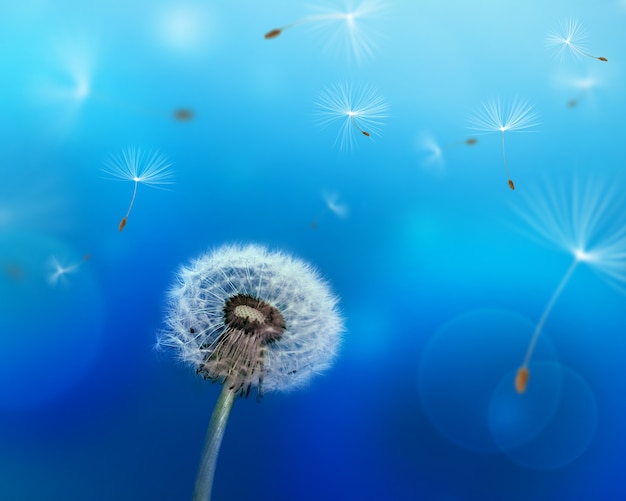 Dandelion blowing seeds in the wind against a blue background