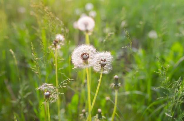 Dandelion blowing seeds in the wind