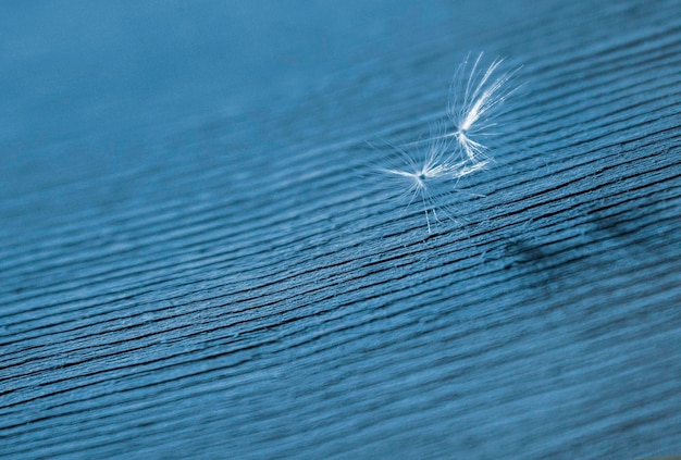 Dandelion on a blue wooden background selective focus