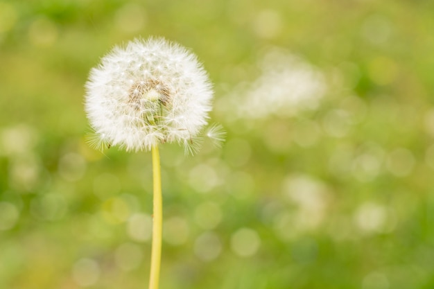 Photo dandelion on blurred background