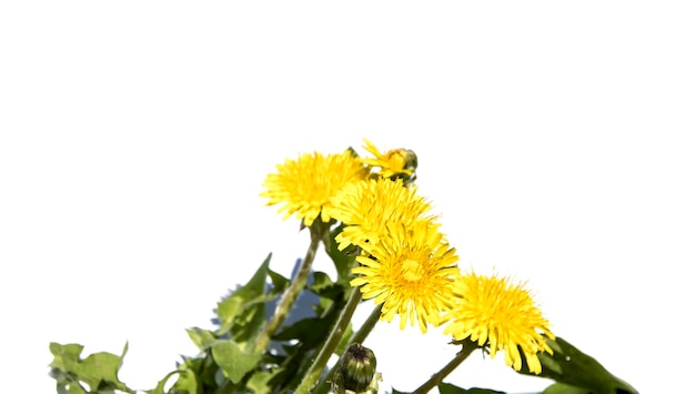 A dandelion bush on a white background