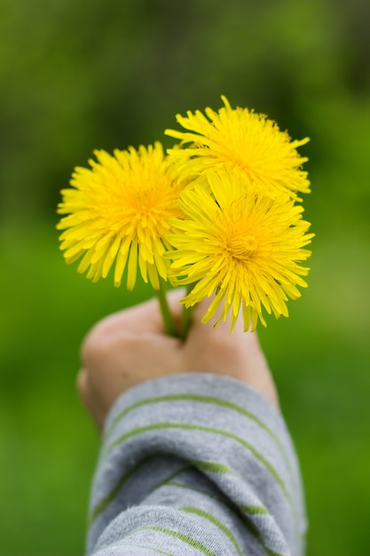 Photo dandelion or celandine grow in a sunny meadow in spring