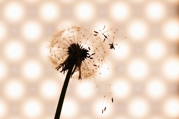 Dandelion close-up in artistic processing, background 