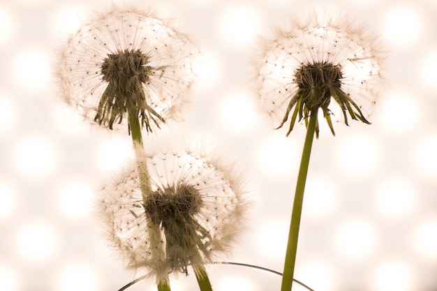 Dandelion close-up in artistic processing, background 