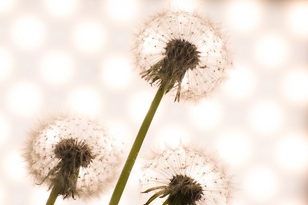 Dandelion close-up in artistic processing, background 