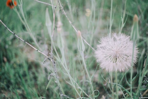 Dandelion close-up on nature in spring against backdrop of tree