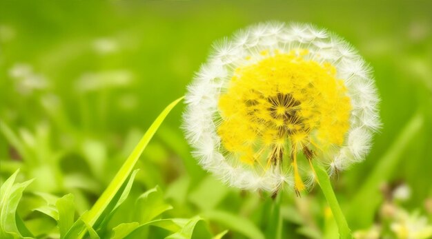 Dandelion close-up van bloem in de natuur voor de lente Generatieve AI