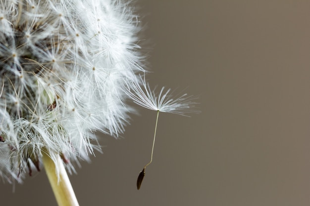 Dandelion close-up