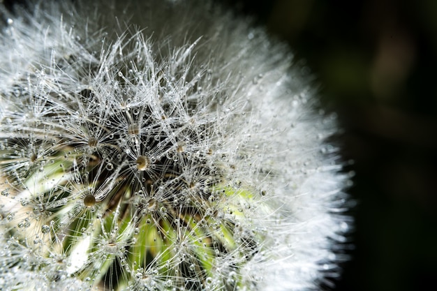 Photo dandelion close-up