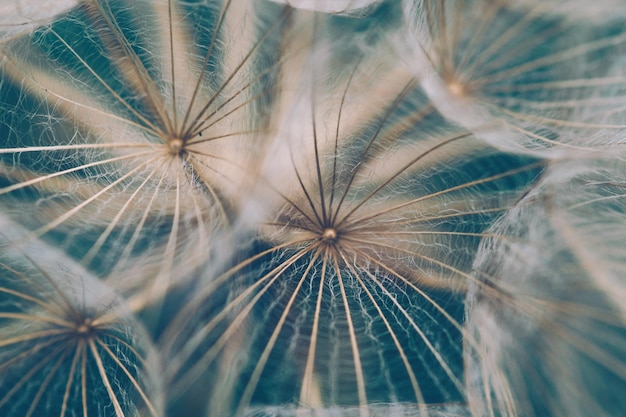 Dandelion Close-Up