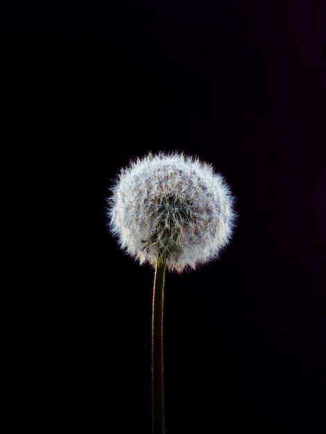 Dandelion. Close up. 