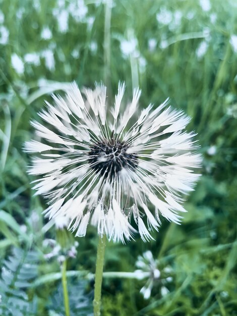 Dandelion closeup wet from the rain