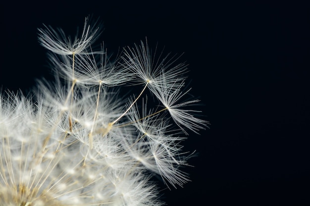 Dandelion on dark background