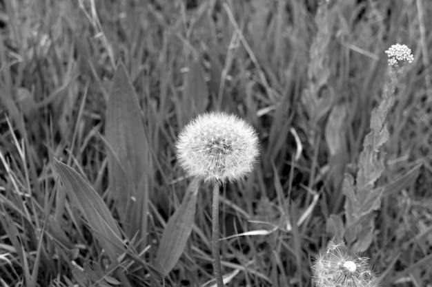 Dandelion featherscloseup dandelion flower feathers