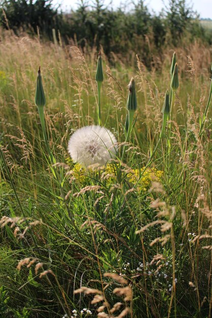 Photo a dandelion in a field of tall grass