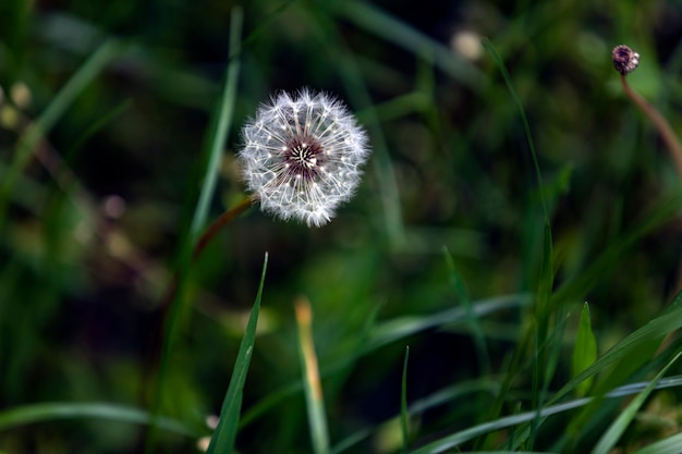 Dandelion in the Field