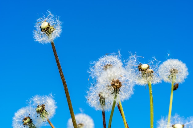 Dandelion flower against blue sky background.