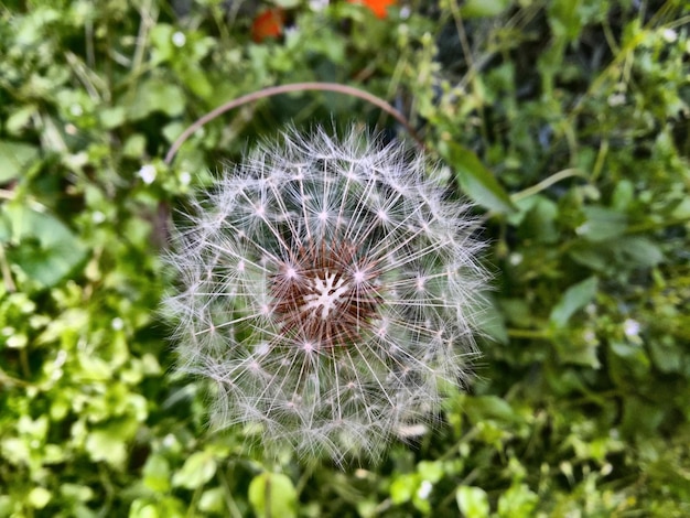 Foto fiore di dente di leone sullo sfondo sfocato